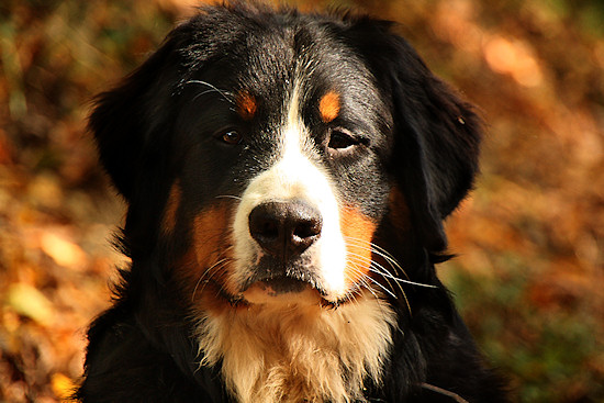 Berner Sennenhund Duncan vom Bernerwald