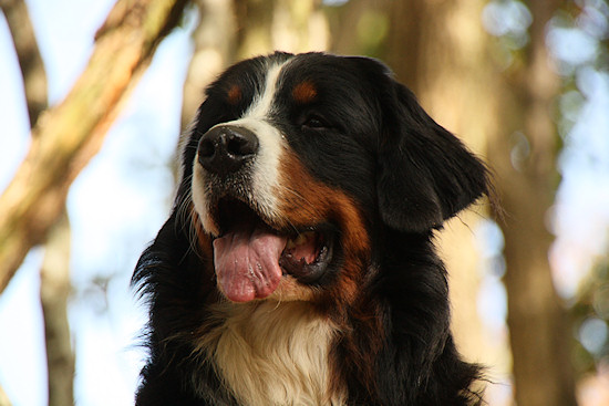 Berner Sennenhund Camillo vom Bernerwald