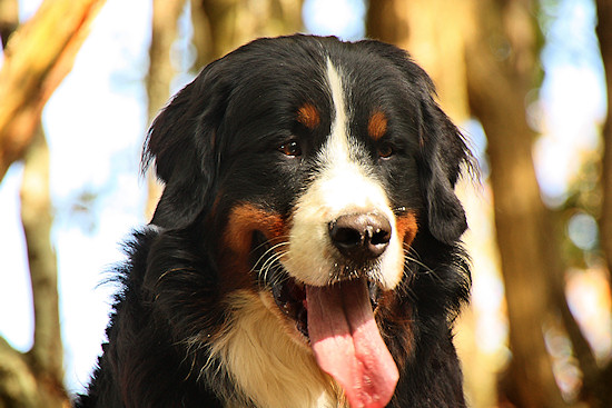 Berner Sennenhund Camillo vom Bernerwald
