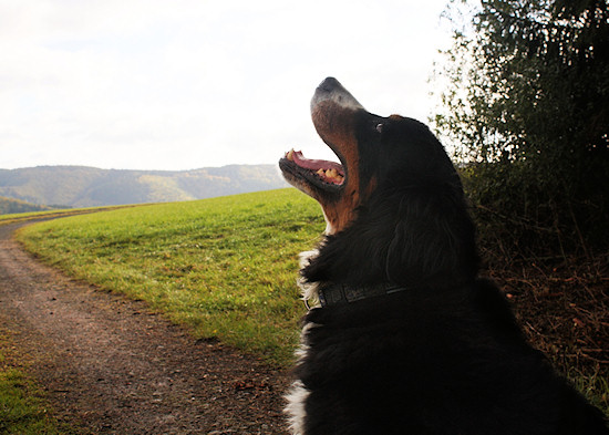 Berner Sennenhund Ginja Quo Vadis