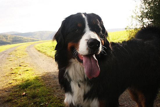 Berner Sennenhund Camillo vom Bernerwald