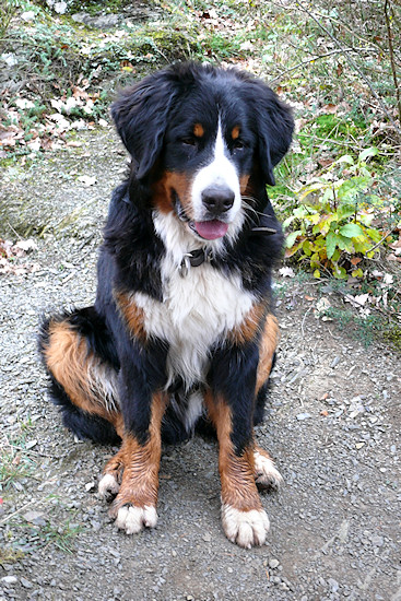 Berner Sennenhunde