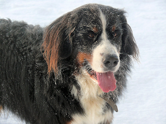 Berner Sennenhunde