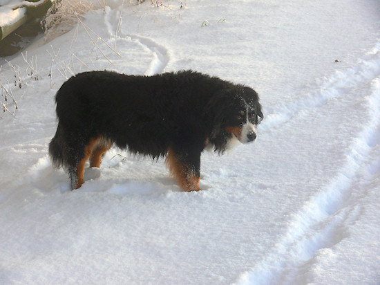 Berner Sennenhund