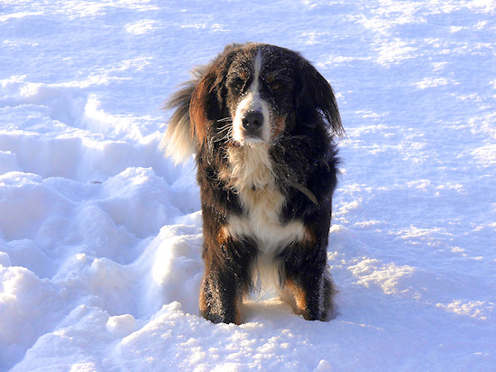 Berner Sennenhund Duncan