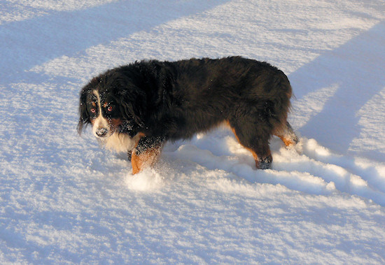 Berner Sennenhund Duncan vom Bernerwald