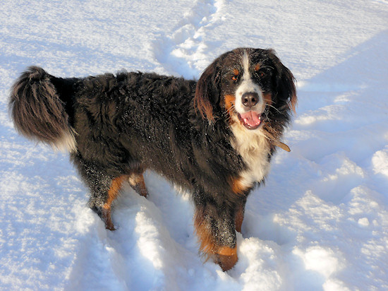 Berner Sennenhund Camillo vom Bernerwald