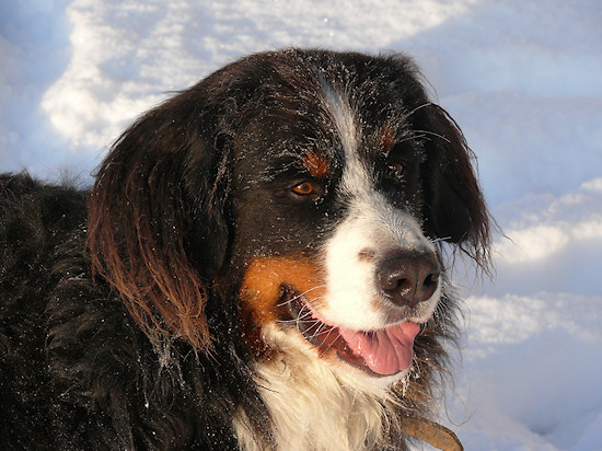 Berner Sennenhund Camillo vom Bernerwald
