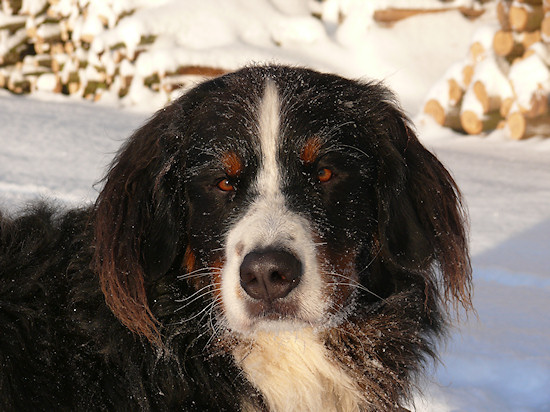 Berner Sennenhund Ginja Quo Vadis