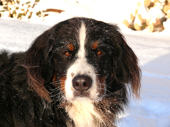 Berner Sennenhund Camillo vom Bernerwald