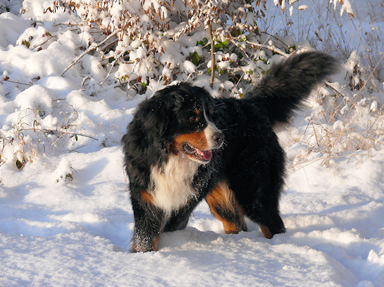 Berner Sennenhund Duncan vom Bernerwald