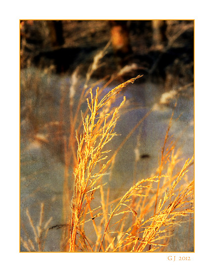 Berner Sennenhund Camillo vom Bernerwald