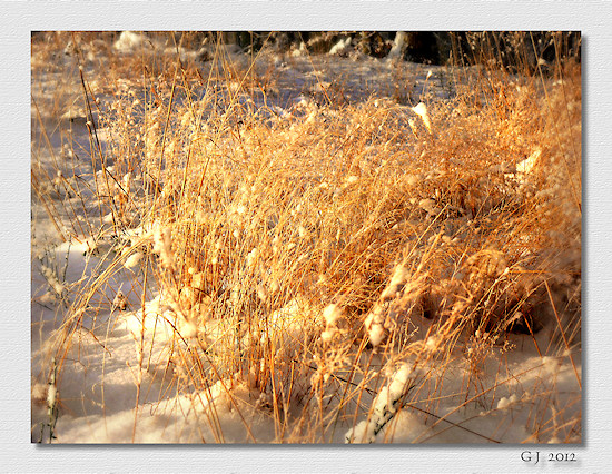 Berner Sennenhund Camillo vom Bernerwald