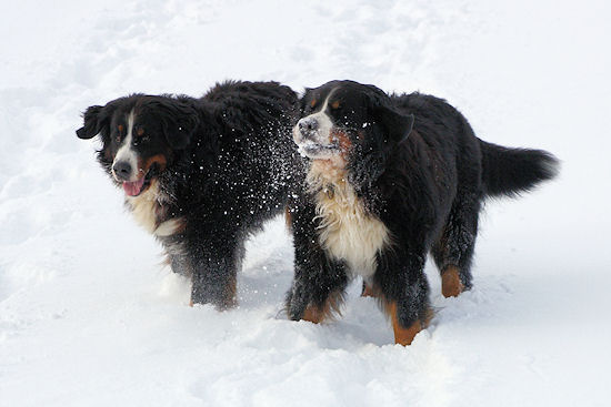 Berner Sennenhund Duncan vom Bernerwald