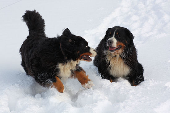 Berner Sennenhund Camillo vom Bernerwald