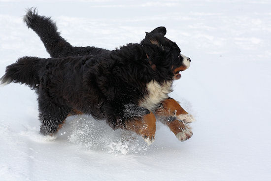 Berner Sennenhund Camillo vom Bernerwald
