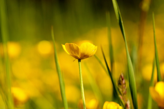 Butterblume