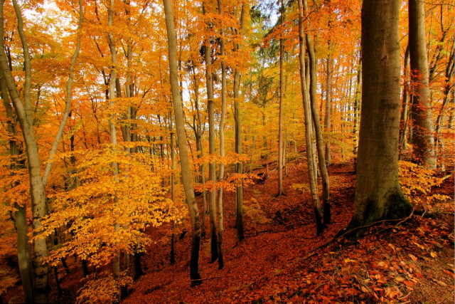Herbstwald