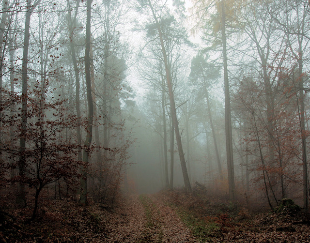 Nebelwald