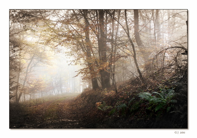 Nebelwald