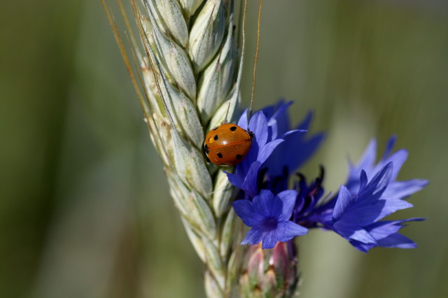 Marienkfer auf Korn mit Kornblume