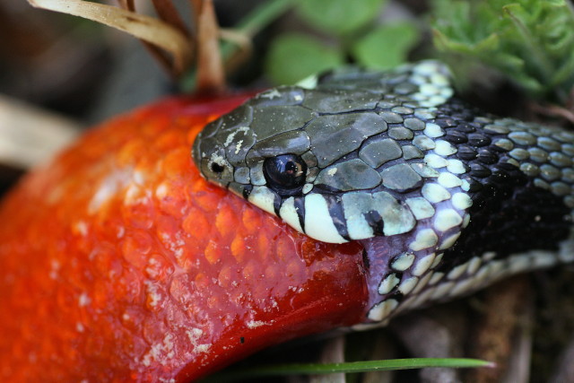 Ringelnatter frisst Goldfisch