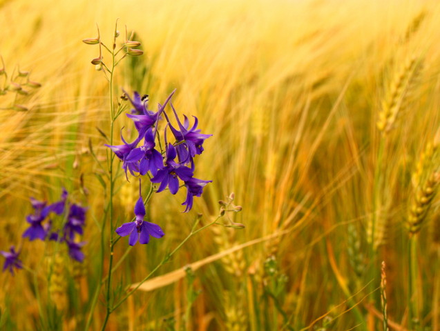 Rittersporn im Kornfeld