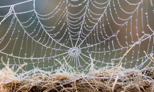 Spinnennetz