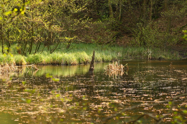 Still ruht der See