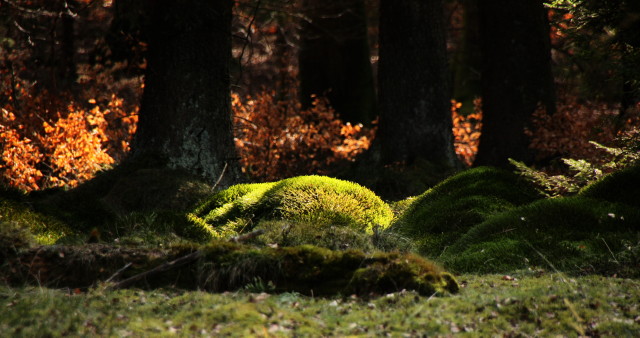 Licht