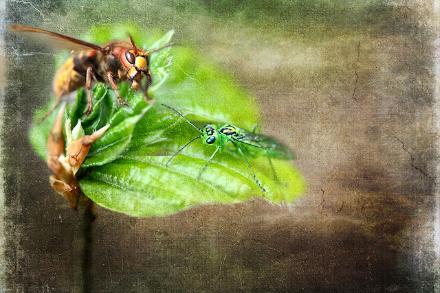 Hornisse und Blattwespe