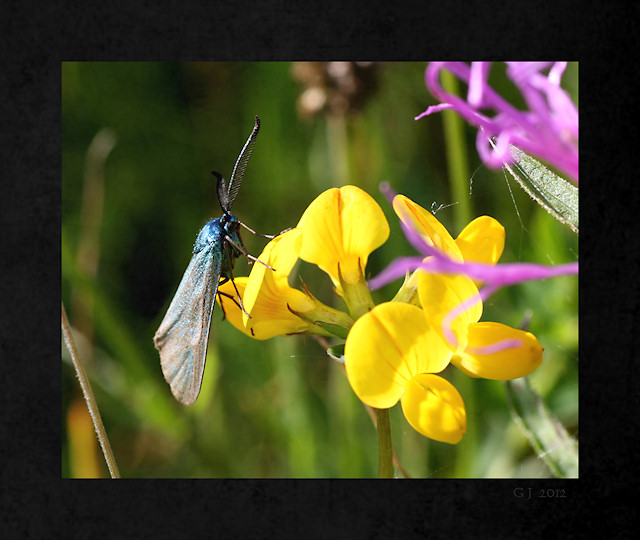 Hornklee mit Grnwidderchen