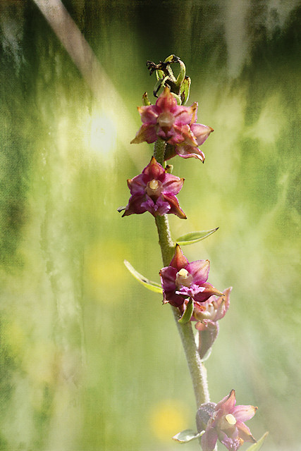 Braunrote Stendelwurz