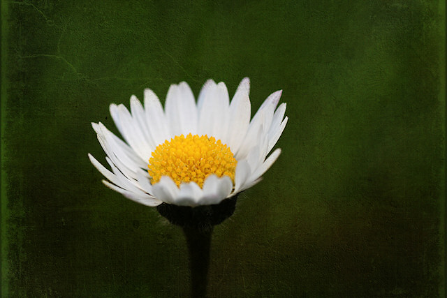 Gnseblmchen