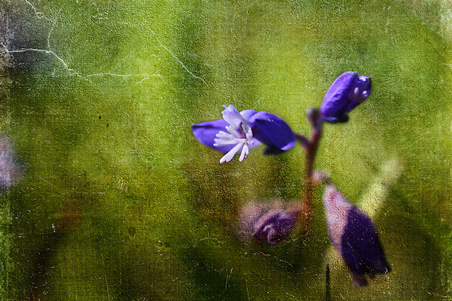 Gewhnliche Kreuzblume