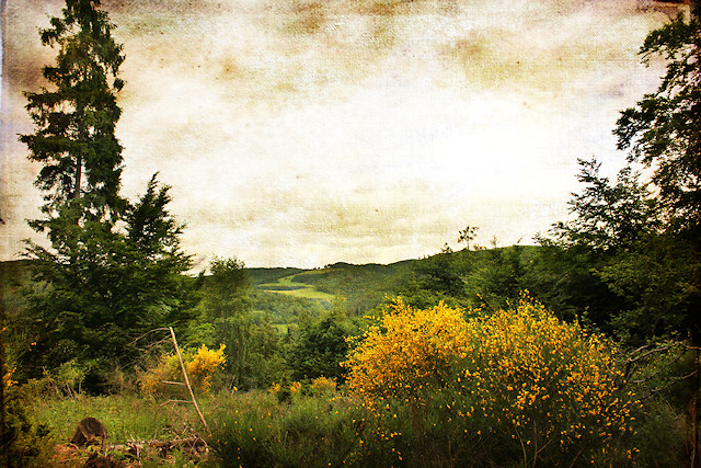 Eifellandschaft mit Ginster