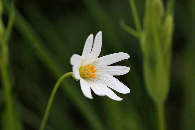 Sternmiere