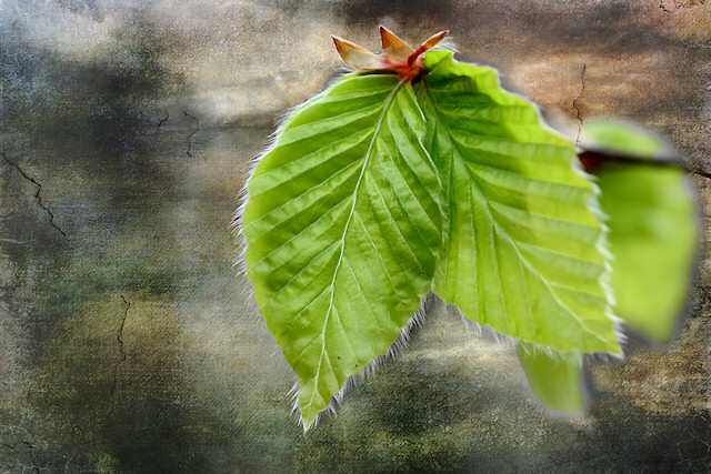 Rotbuchenlaub
