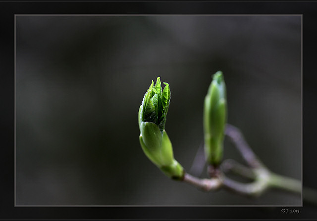 Knospe