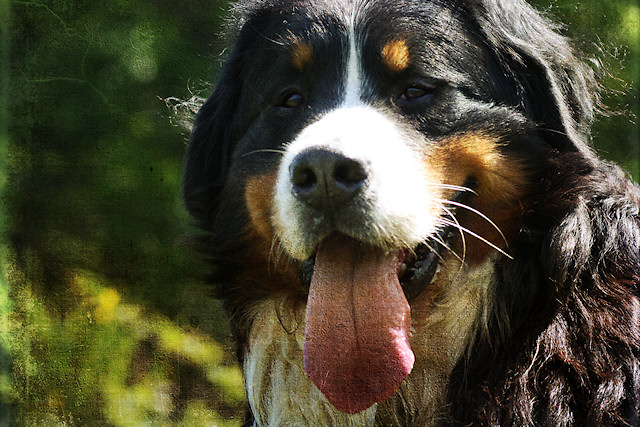 Berner Sennenhund Duncan vom Bernerwald