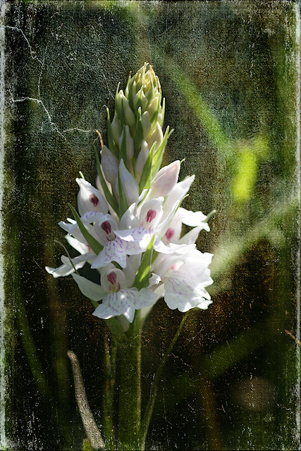 Geflecktes Knabenkraut