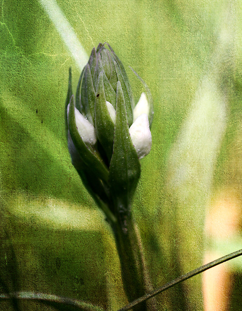 Geflecktes Knabenkraut