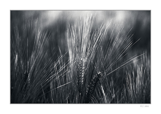 Gerste schwarz/weiß