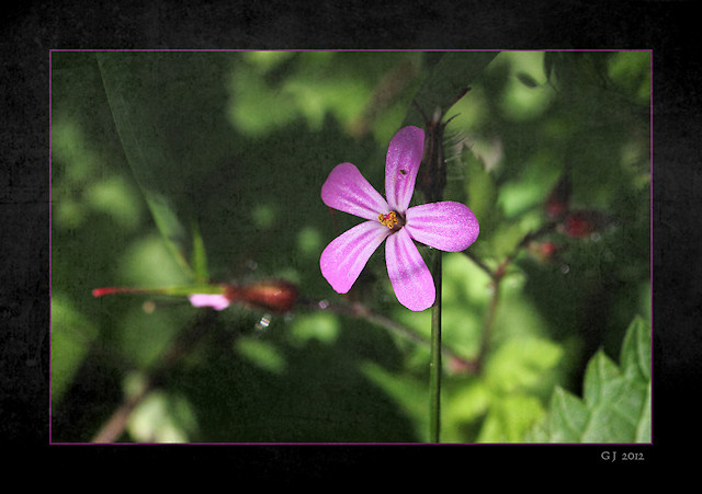 Stink-Storchschnabel