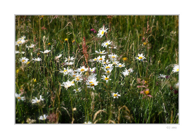 Blumenwiese mit Margeriten