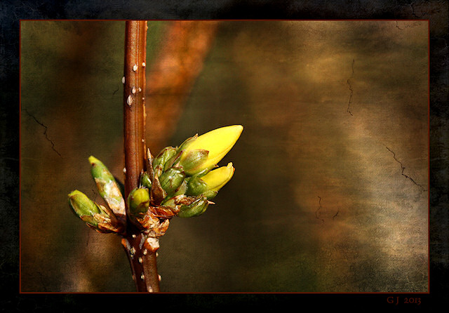 Bltenknospe Forsythie
