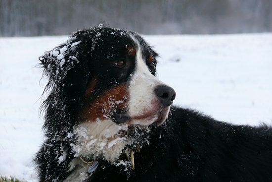 Berner Sennenhund Domino