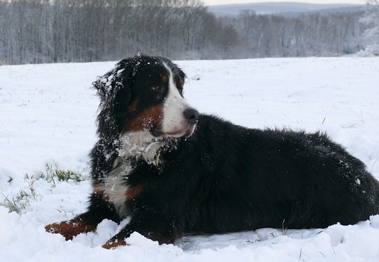 Berner Sennenhund Domino