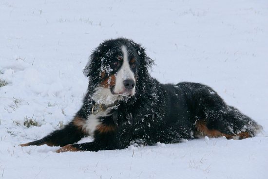 Berner Sennenhund Domino