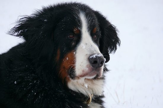 Berner Sennenhund Domino